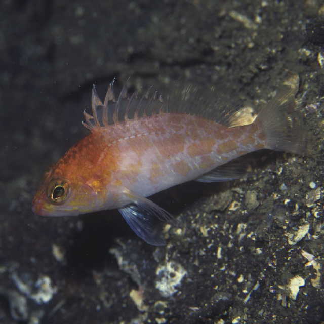 Plectranthias sagamiensis